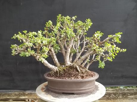 Portulacaria afra or porkbush is a popular succulent garden plant in use around the world and is often used for bonsai. Bonsai Beginnings: Portulacaria afra - Dwarf Jade