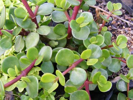 We specialize in succulent and medicinal plants and offer a … PORKBUSH (Portulacaria afra)
