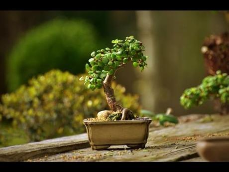Would you want a spekboom plant? Jade Bonsai Care - YouTube