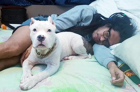 10 Videos That Will Positively Change Your Perspective Towards American Bully Dog Breed. 10 Videos That Will Positively Change Your Perspective Towards American Bully Dog Breed.