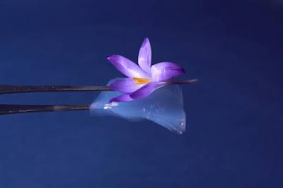 Aerogel is the lightest solid because it is a microporous, dense foam in which the liquid component is replaced by gas.