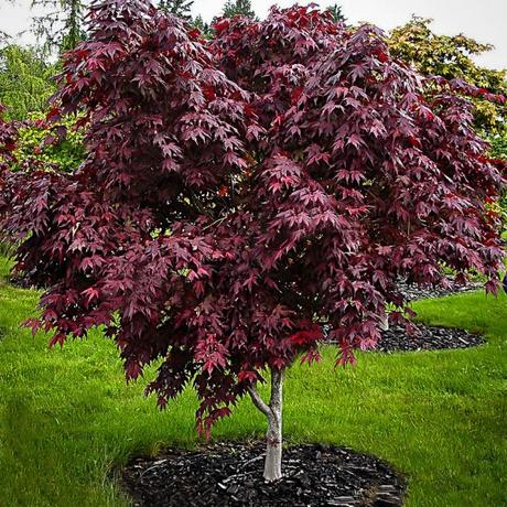 In late summer when many other flowering shrubs have lost steam, this plant is in its glory with pink, white, lavender, or … Purple Ghost Japanese Maple For Sale Online | The Tree Center