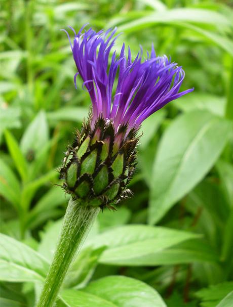Includes shrubs that flower as early as april or as late as september. Centaurea Montana