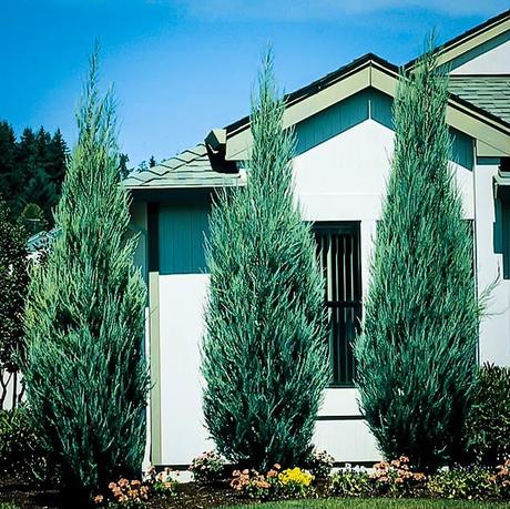 Dec 02, 2021 · most small flowering shrubs grow to between 1 and 3 ft. Skyrocket Juniper For Sale Online | The Tree Center