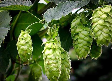 Includes shrubs that flower as early as april or as late as september. Cascade Hops Plant For Sale Online | The Tree Centerâ¢
