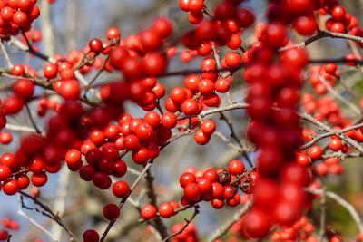 Berries and small cacti at Longwood Gardens