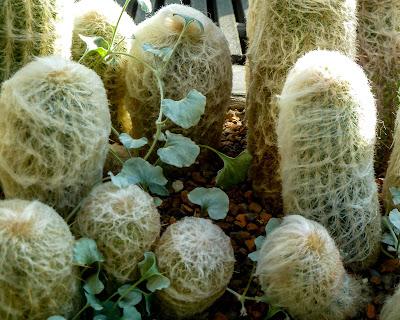 Berries and small cacti at Longwood Gardens