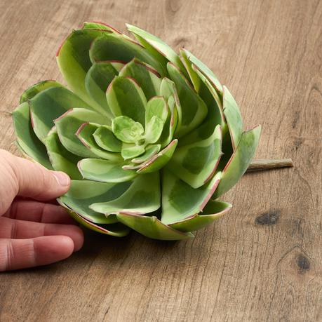 No matter which plant gift you choose, count on us to send flowers or a plant gift in perfect condition and in time for your occasion. Large Light Green Echeveria Rosette Succulent Pick