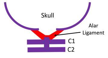 What Is the Alar Ligament?