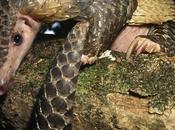 Fancy Pangolin Infected with Coronavirus? Apparently, Many People