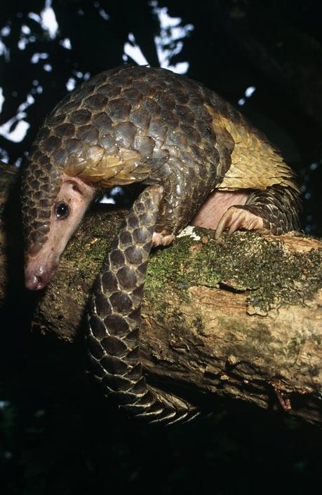 Fancy a pangolin infected with coronavirus? Apparently, many people do