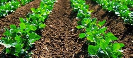 Biofertilizer demand will be aided by reducing arable land. biofertilizers market