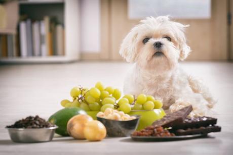 Why Should You Not Use Human Cranberry Supplements On Dogs?