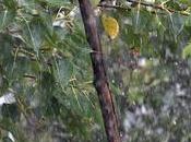 Rains Lashes Chennai City