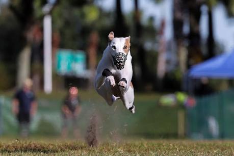 the fastest runner - a whippet dog !  ?  !