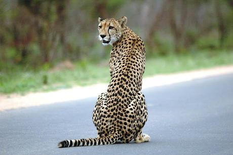 women fights, chases away Cheetah !!