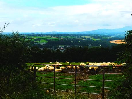 The E8 Trail Day Six: Graiguenamanagh to Mullinavat The E8 Trail Day Six: Graiguenamanagh to Mullinavat