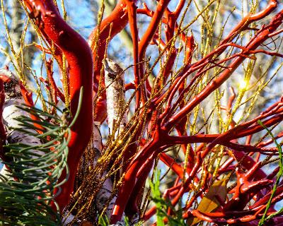 Red branches, lion's head, and the peeping sun