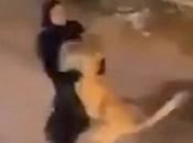 Shock Girl Catches Escaped Lion Casually Carries Down Street (Photos)