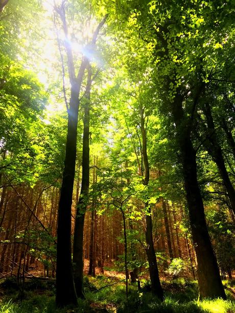 The E8 Trail Day Eight: Carrick on Suir to Clonmel