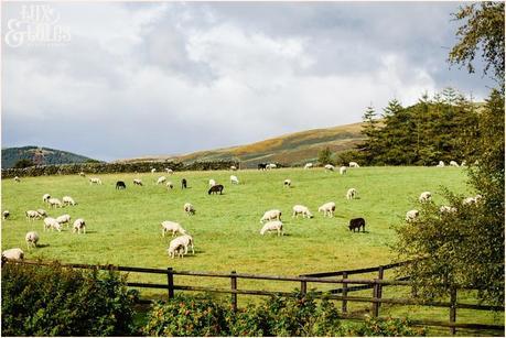 Sheep on hill next to New House Farm in Lake District