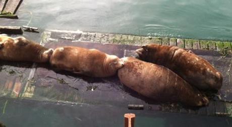 Sea lions napping near the pier