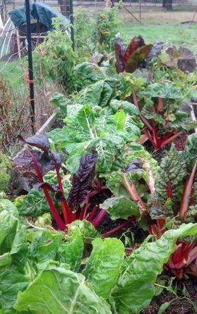 Looking at these gorgeous chard plants shows that she is doing her job well!
