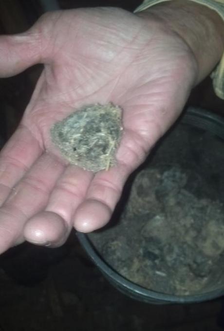 An owl lives in the barn as you can see from these owl pellets! 