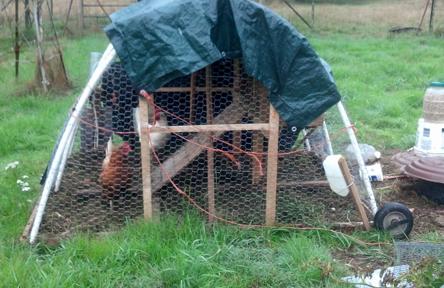 My dad made this chicken tractor out of light weight materials.  There are wheels on it, so you can move it around from place to place for fresh grass.