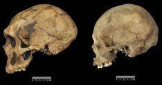 A Neanderthal and a human skull side by side