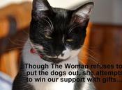 Kittehs Declare Victory