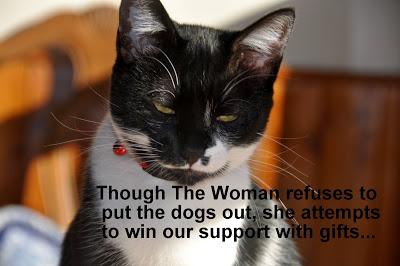 The Kittehs Declare Victory