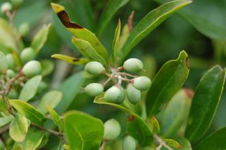 Ligustrum obtusifolium Berry (21/09/2013, Kew Gardens, London)