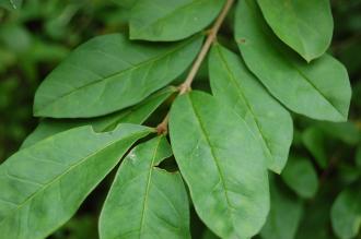 Ligustrum obtusifolium Leaf (21/09/2013, Kew Gardens, London)