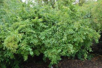 Ligustrum obtusifolium (21/09/2013, Kew Gardens, London)