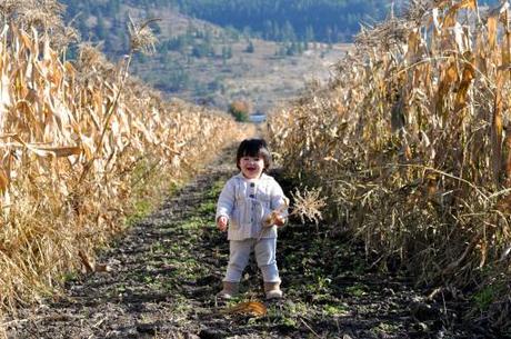 Chilling in the corn field.