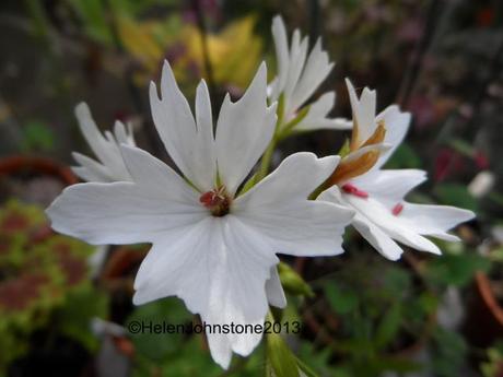 Pelargonium 'White Star'