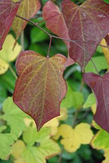 Judas tree has beautiful leaf shape and autumn color.
