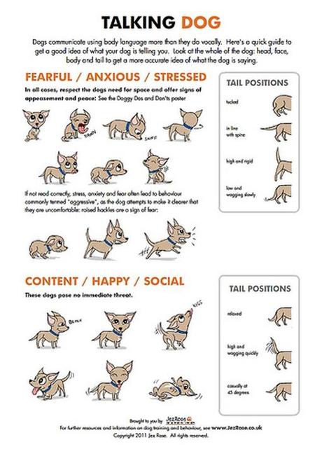 dog communication