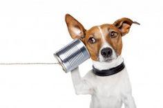 dog communication