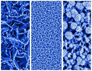 These color-enhanced scanning electron microscope images show nanosheets resembling tiny rose petals. The nanosheets are key components of a new type of biosensor that can detect minute concentrations of glucose in saliva, tears and urine. The technology might eventually help to eliminate or reduce the frequency of using pinpricks for diabetes testing. (Credit: Purdue University / Jeff Goecker)