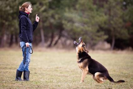 dog training