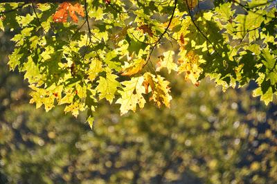 Green, Gold, and Coral