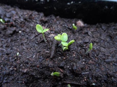 Larkspur seedlings