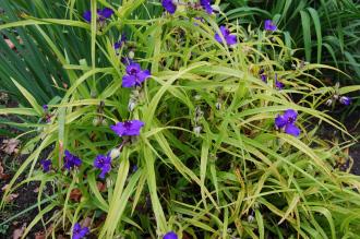 Tradescantia x andersoniana 'Sweet Kate' (21/09/2013, Kew Gardens, London)