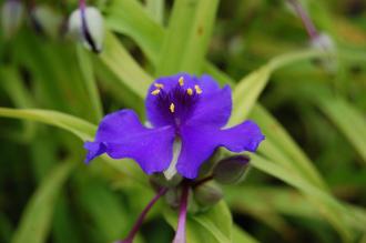 Tradescantia x andersoniana 'Sweet Kate' Flower (21/09/2013, Kew Gardens, London)