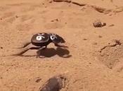 World's Only Galloping Insect Runs Like Race Horse
