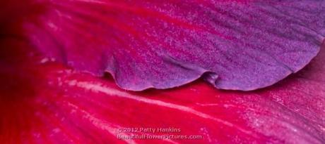 Night Fire Hibiscus © 2012 Patty Hankins