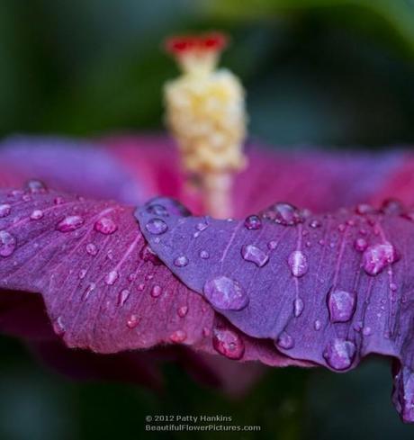 Night Fire Hibiscus © 2012 Patty Hankins