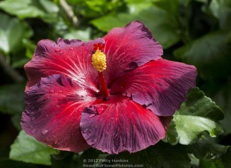 Night Fire Hibiscus © 2012 Patty Hankins